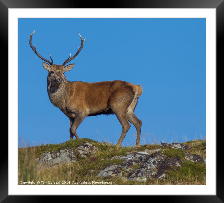 Red Deer Stag profile Framed Mounted Print by Tom Dolezal