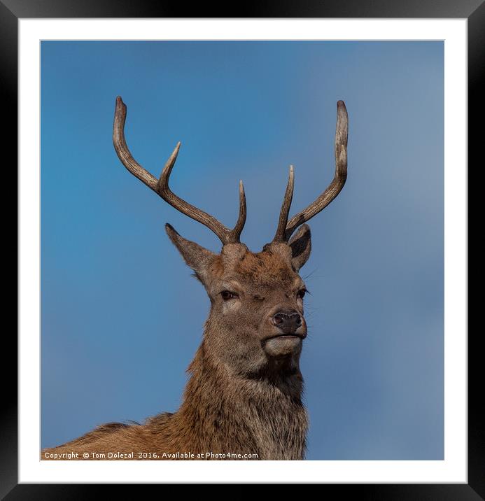 Red Deer Stag portrait Framed Mounted Print by Tom Dolezal