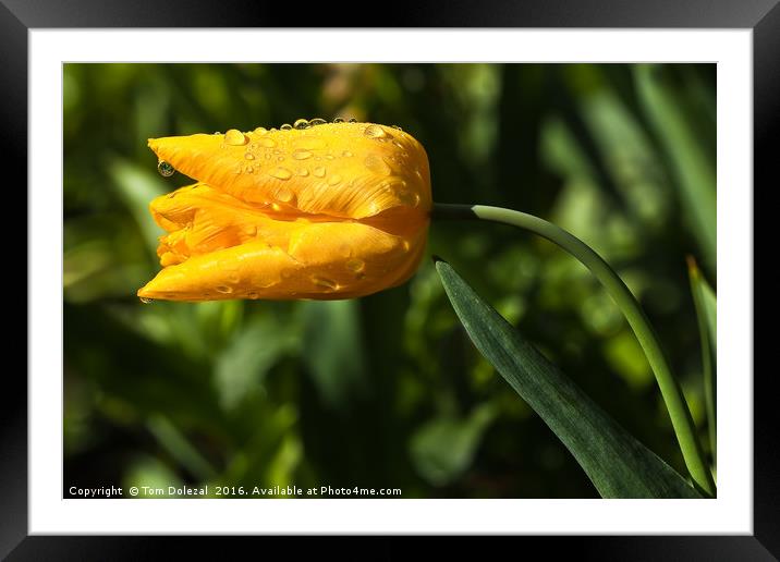 Tulip with rain drops Framed Mounted Print by Tom Dolezal