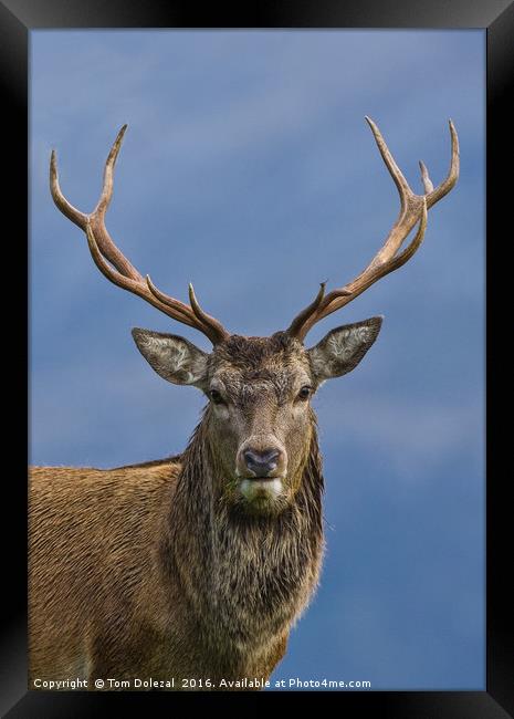 Red Deer Stag portrait Framed Print by Tom Dolezal