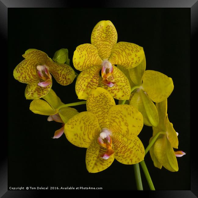Yellow phalaenopsis orchid Framed Print by Tom Dolezal