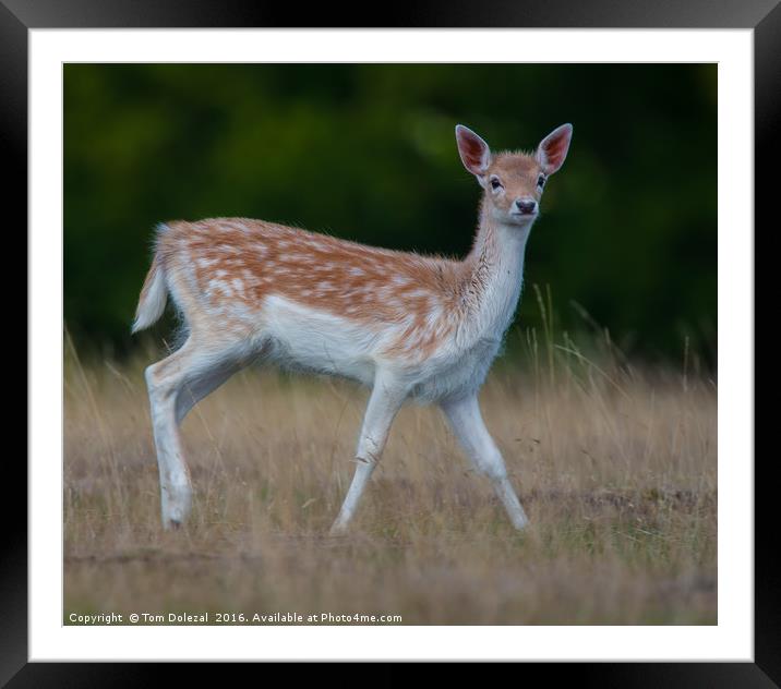 Fallow deer fawn Framed Mounted Print by Tom Dolezal