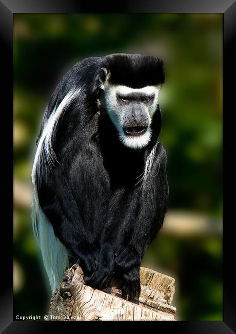Black-and-white colobus monkey Framed Print by Tom Dolezal