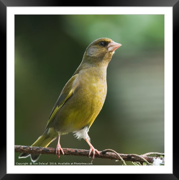 Greenfinch Framed Mounted Print by Tom Dolezal
