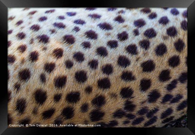 Leopard abstract Framed Print by Tom Dolezal