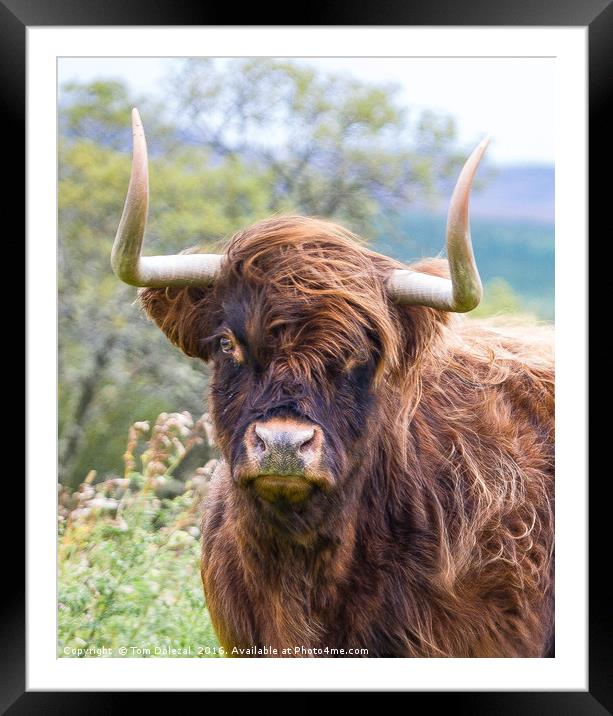 Highland cow portrait Framed Mounted Print by Tom Dolezal