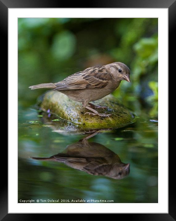 Sparrow reflection Framed Mounted Print by Tom Dolezal