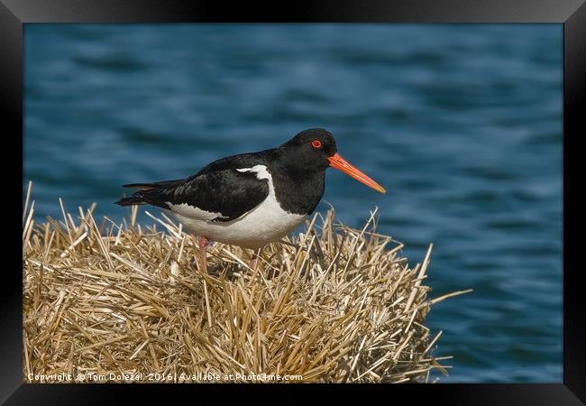 Oystercatcher Framed Print by Tom Dolezal