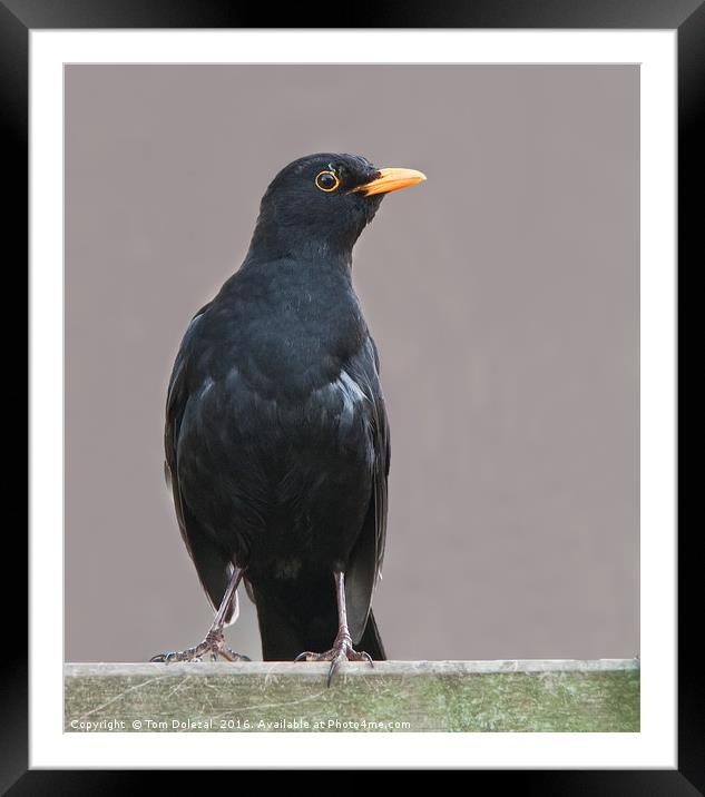 Posing  Blackbird Framed Mounted Print by Tom Dolezal