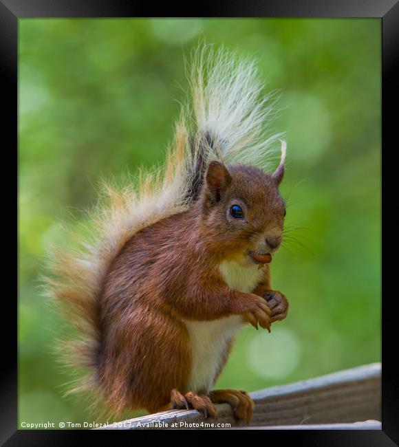 Feeding Red Squirrel Framed Print by Tom Dolezal
