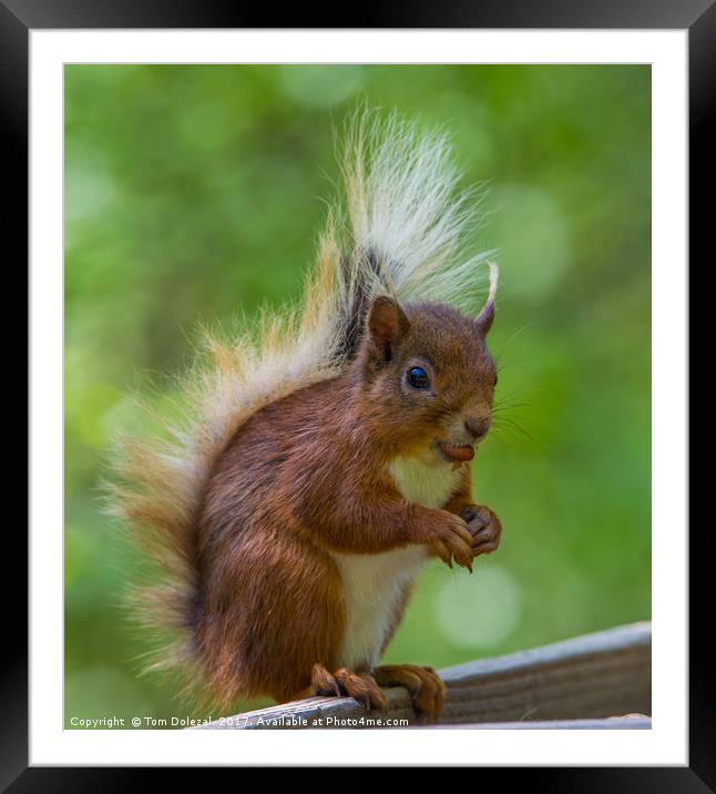 Feeding Red Squirrel Framed Mounted Print by Tom Dolezal