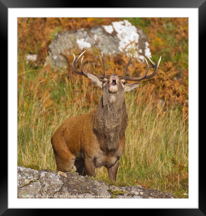 Rutting Red Deer Stag Framed Mounted Print by Tom Dolezal