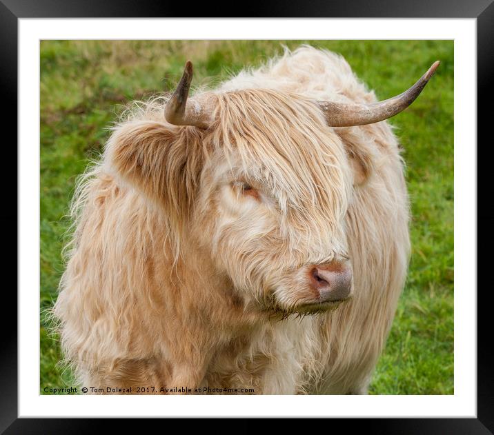 Highland cow close up Framed Mounted Print by Tom Dolezal
