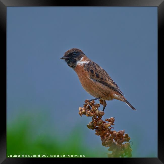 Inquisitive Stonechat Framed Print by Tom Dolezal
