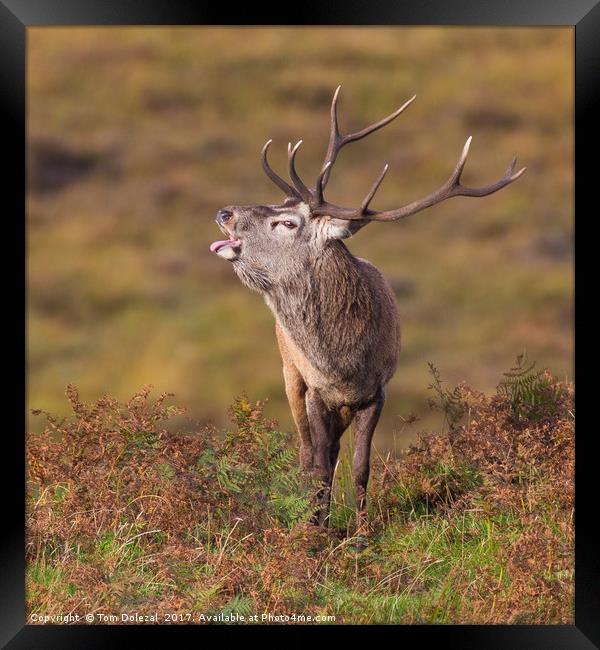 Rutting Red Deer Stag II Framed Print by Tom Dolezal