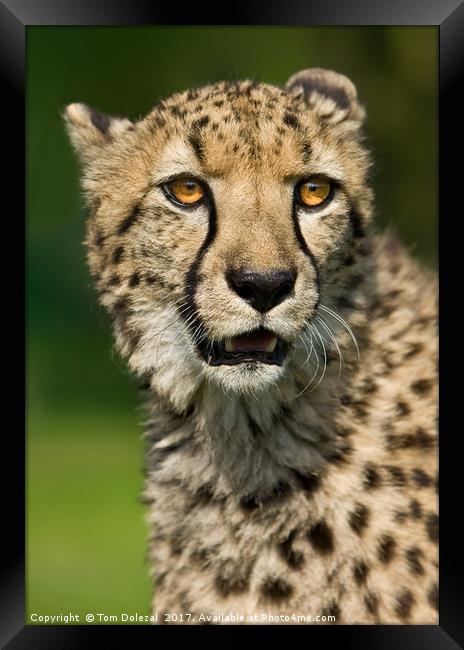 Cheetah portrait Framed Print by Tom Dolezal