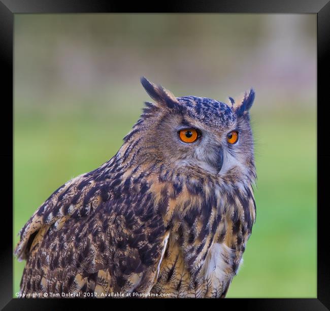 Posing Eagle owl  II Framed Print by Tom Dolezal