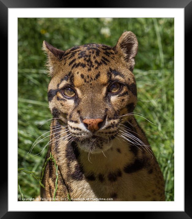Clouded Leopard Framed Mounted Print by Tom Dolezal