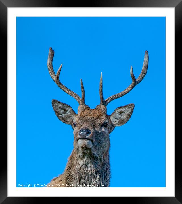 HIghland Red Stag portrait Framed Mounted Print by Tom Dolezal