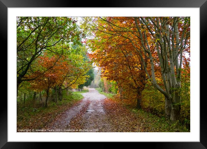 Autumn woods Framed Mounted Print by Jeanette Teare