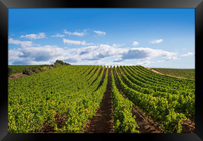 Summer vineyard in the Languedoc Framed Print by Jeanette Teare