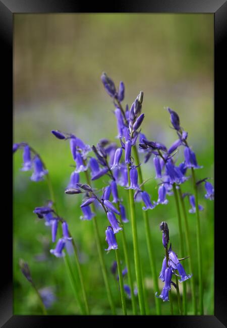 English bluebells Framed Print by Jeanette Teare