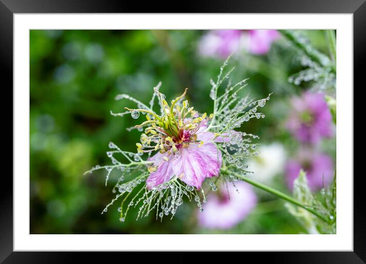 Love in a mist, in a mist Framed Mounted Print by Jeanette Teare