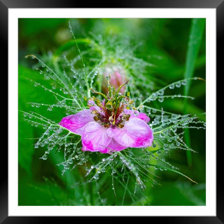 Pink nigella flower covered in morning dew Framed Mounted Print by Jeanette Teare