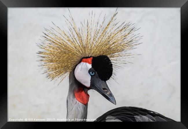 Grey Crested Crane Framed Print by GILL KENNETT