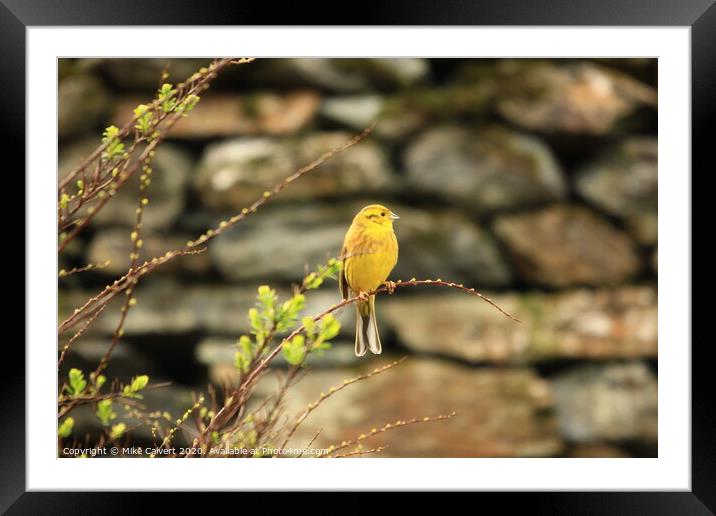 Yellow Hammer, Lake District  Framed Mounted Print by Mike Calvert