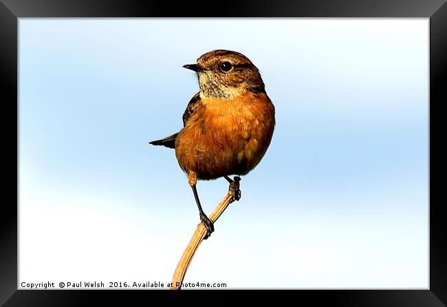 Stonechat Framed Print by Paul Welsh