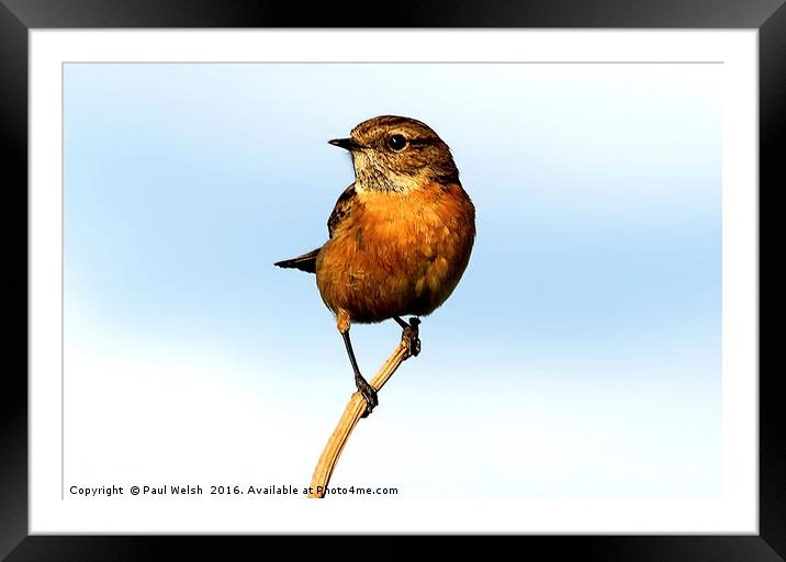 Stonechat Framed Mounted Print by Paul Welsh