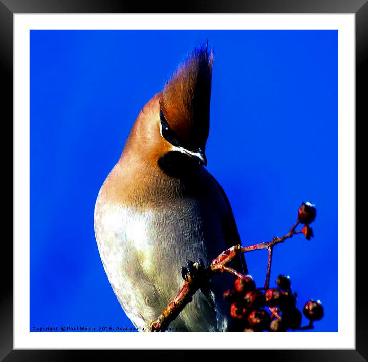 Waxwing In The Winter Sun Framed Mounted Print by Paul Welsh
