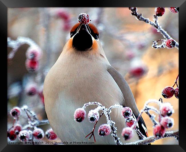 Waxwing Eating Snow Covered Hawthorn Berries Framed Print by Paul Welsh