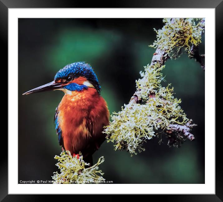 Kingfisher Framed Mounted Print by Paul Welsh