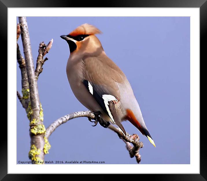 Waxwing Basking In The Sunshine Framed Mounted Print by Paul Welsh