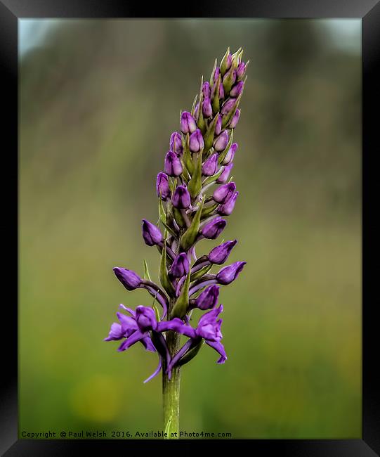 Fragrant Orchid  Framed Print by Paul Welsh