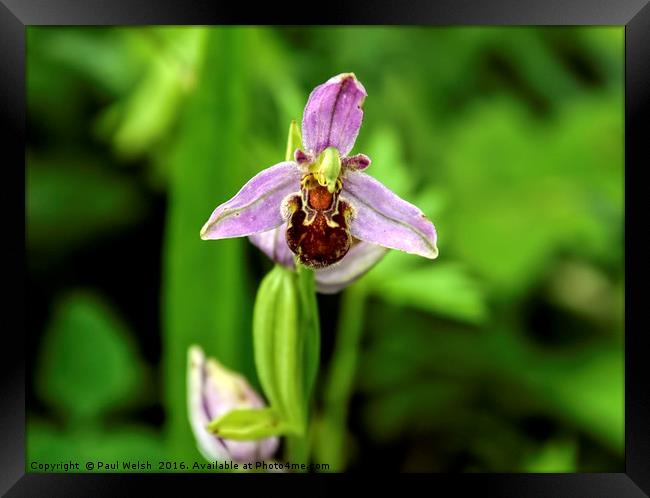 Bee Orchid Framed Print by Paul Welsh