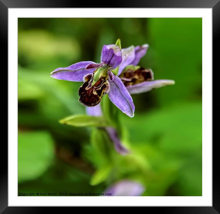 Bee Orchid Framed Mounted Print by Paul Welsh