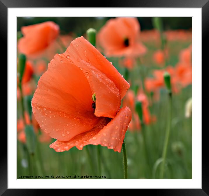 Poppy With Water Droplets Framed Mounted Print by Paul Welsh