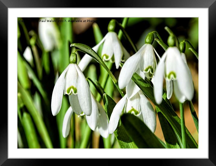 Snowdrops Milk Flowers Framed Mounted Print by Paul Welsh