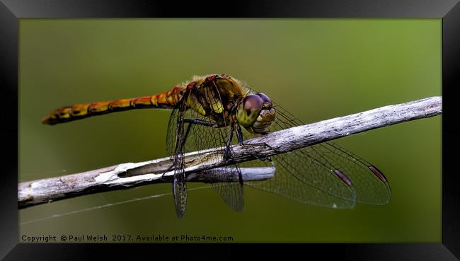 Common Hawker Dragonfly Framed Print by Paul Welsh