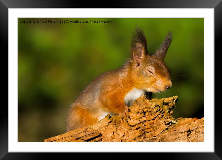 Red Squirrel High On Life Framed Mounted Print by Paul Welsh