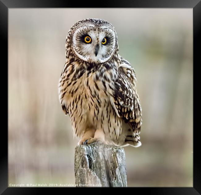 Short Eared Owl On A Post Framed Print by Paul Welsh