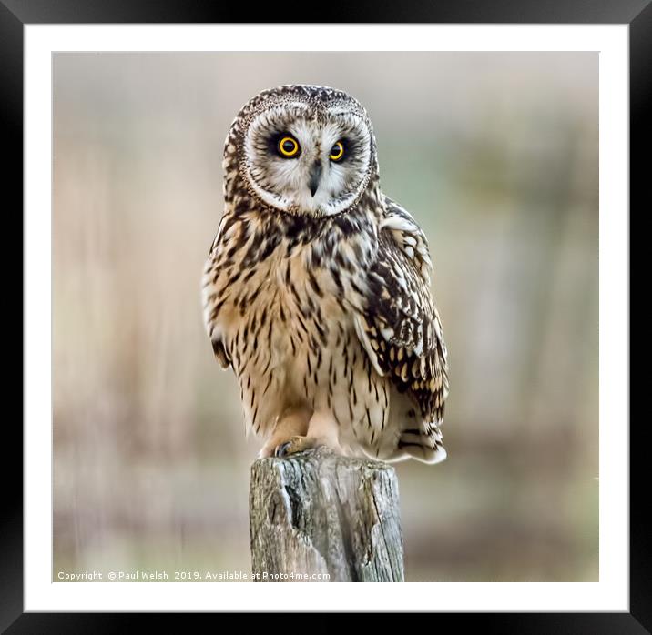 Short Eared Owl On A Post Framed Mounted Print by Paul Welsh