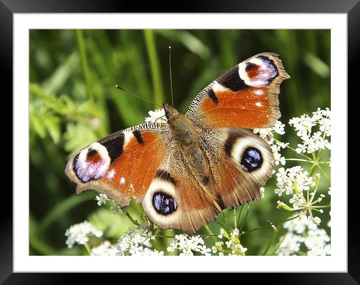 Peacock Butterfly Framed Mounted Print by Brian Spooner
