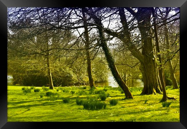 Springtime woodland Framed Print by Brian Spooner