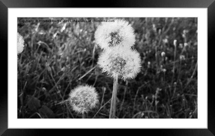 Dandelions at Willen Lake Framed Mounted Print by Mitchell Nortje