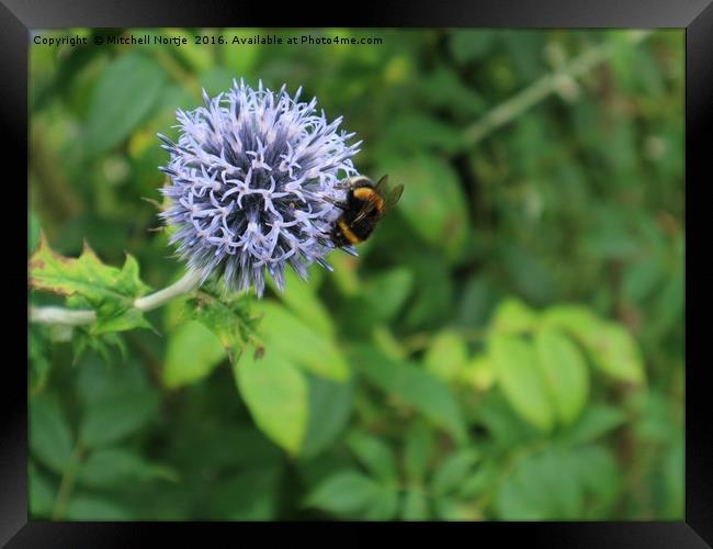 Flower with Bumblebee  Framed Print by Mitchell Nortje