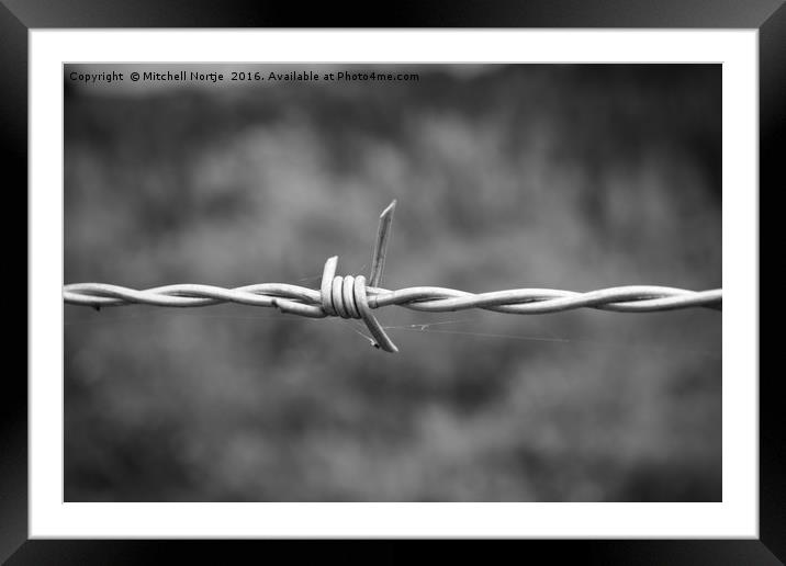 Barb wire fence Framed Mounted Print by Mitchell Nortje